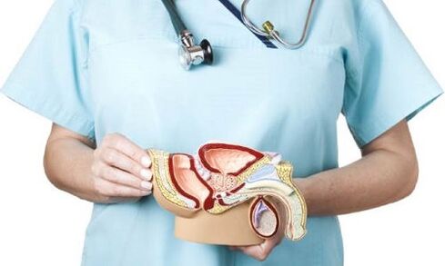Modelo do sistema urogenital masculino e tratamento da prostatite